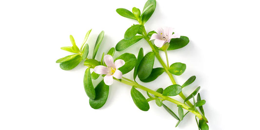 Brahmi Oil