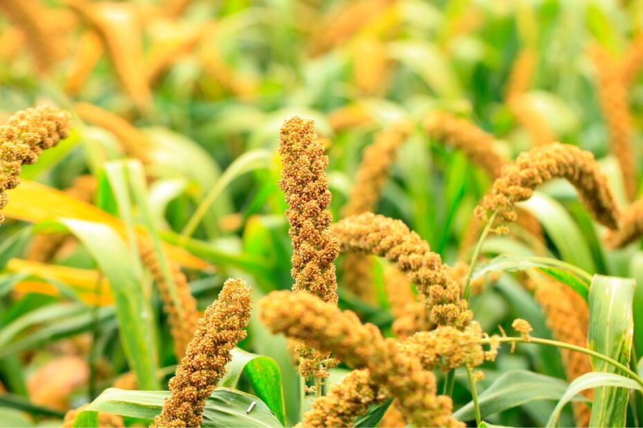 Foxtail Millet(Korralu)