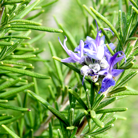 Rosemary Oil