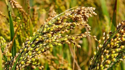 pearl millet(Sajjalu Flour)